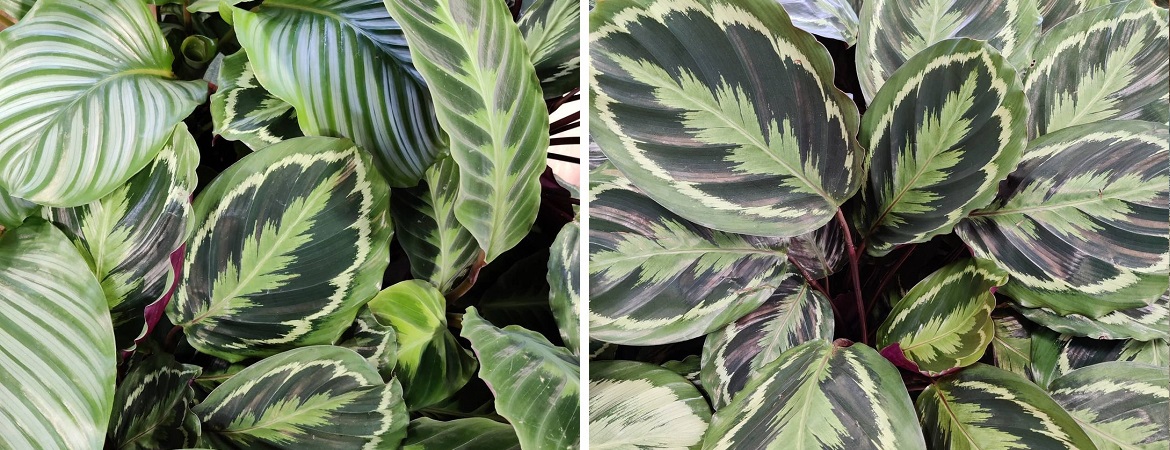 Indoor plants near me deals